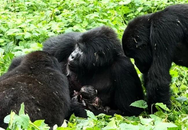 Gorilla Trekking