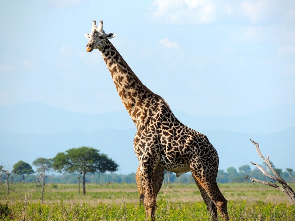 Tanzania-Tunga Africa Safaris