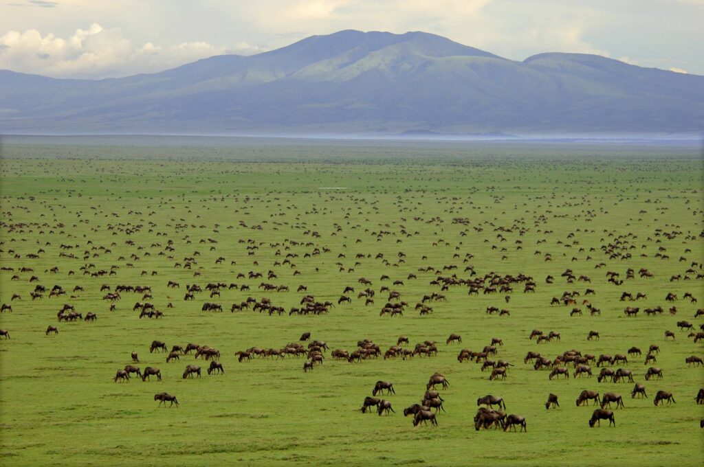 Tanzania-Tunga Africa Safaris