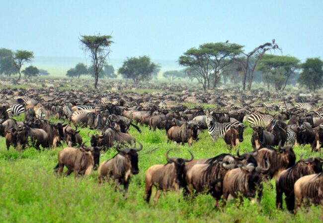 Tanzania-Tunga Africa Safaris