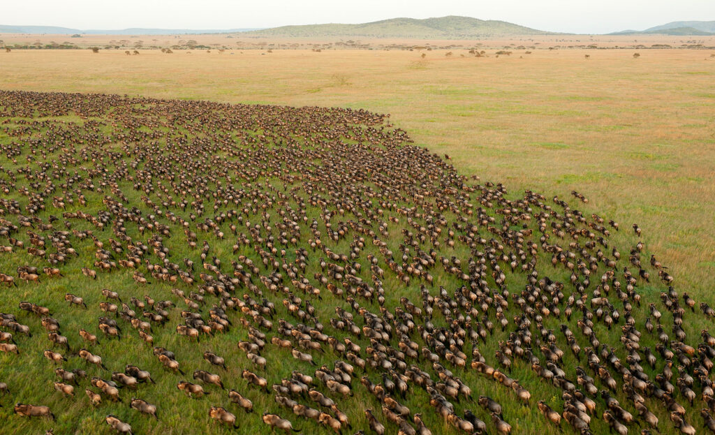 Tanzania-Tunga Africa Safaris