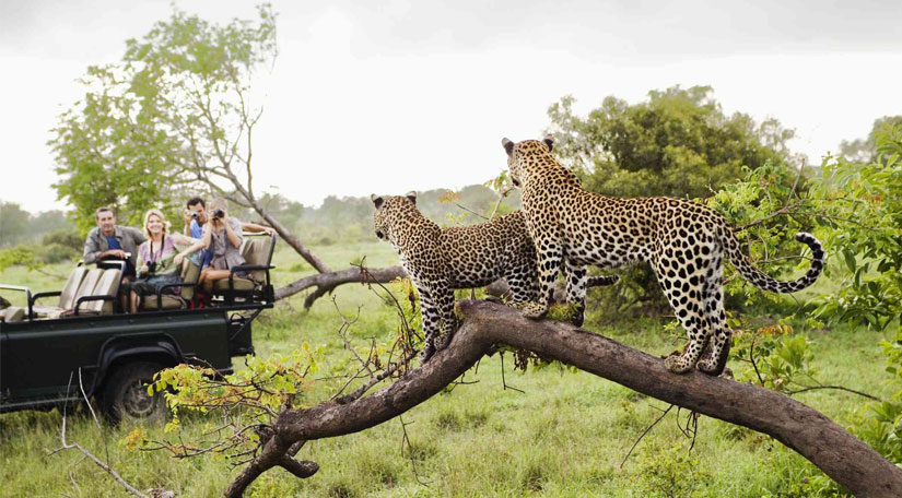 Tunga Africa Safaris