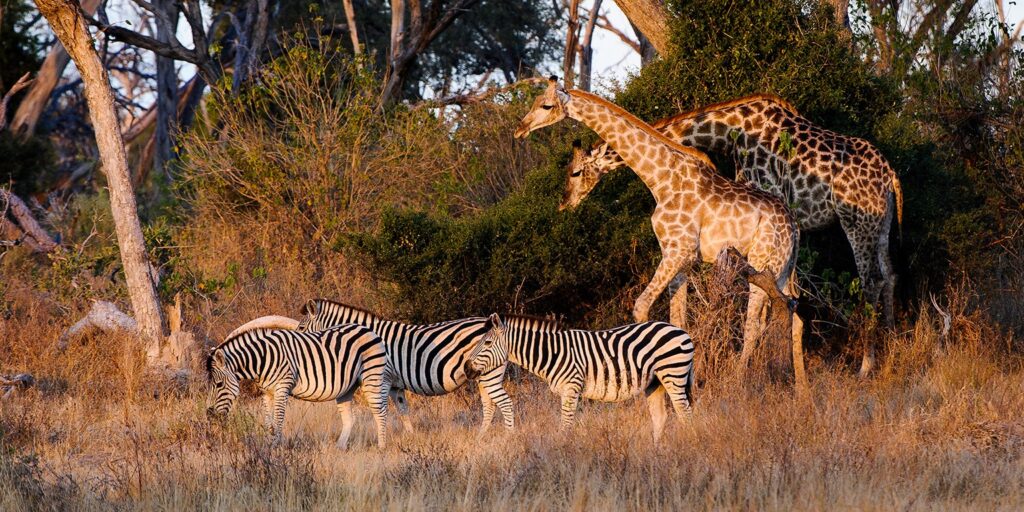 Tunga Africa Safaris